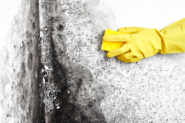 New Market, TN Mold Remediation Company