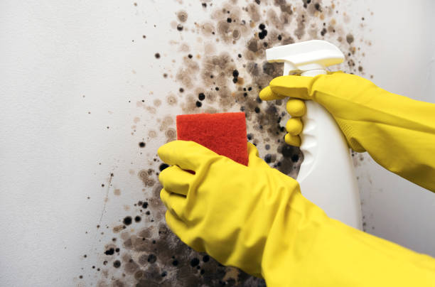 Best Basement Mold Remediation in New Market, TN